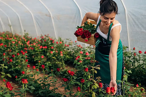 woman picking roses in greenhouse photo